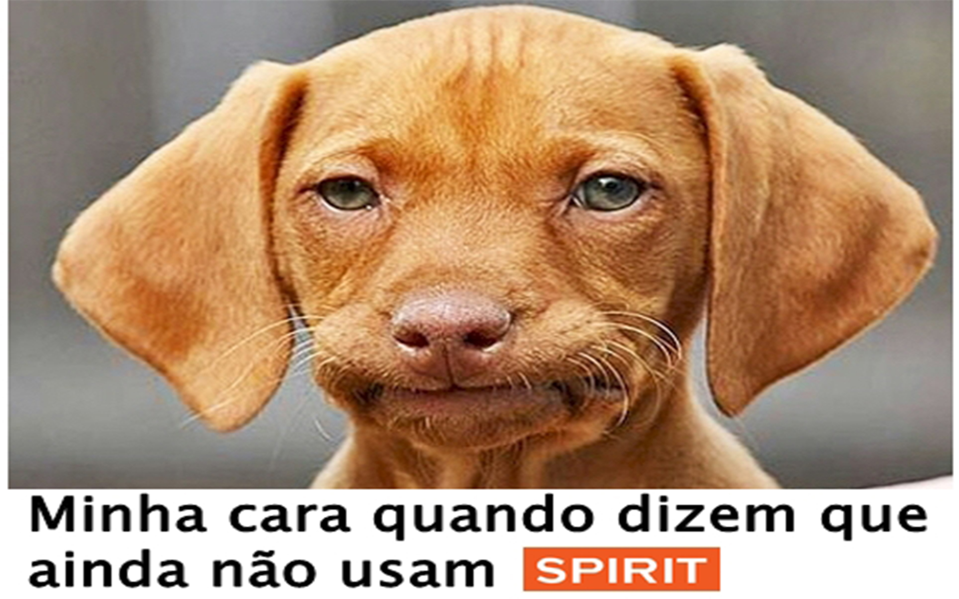 Cachorro Spirit